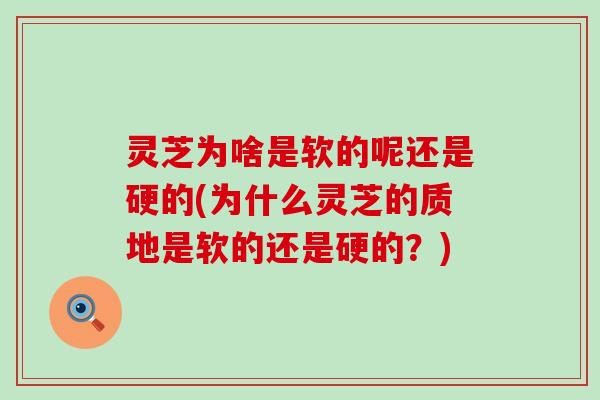 灵芝为啥是软的呢还是硬的(为什么灵芝的质地是软的还是硬的？)