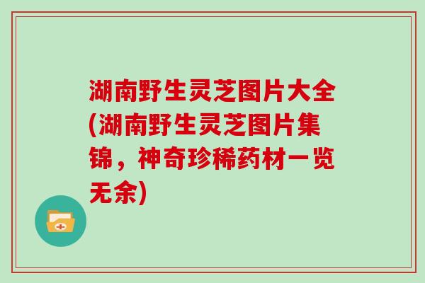 湖南野生灵芝图片大全(湖南野生灵芝图片集锦，神奇珍稀药材一览无余)