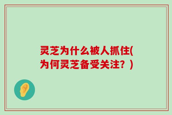 灵芝为什么被人抓住(为何灵芝备受关注？)