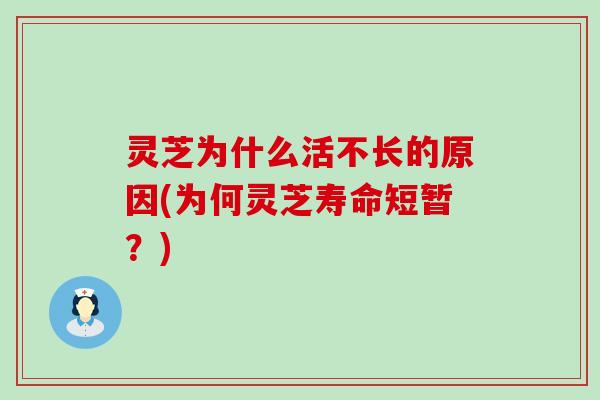 灵芝为什么活不长的原因(为何灵芝寿命短暂？)