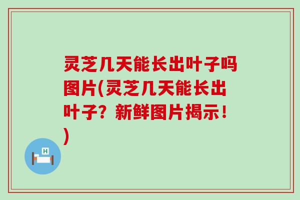 灵芝几天能长出叶子吗图片(灵芝几天能长出叶子？新鲜图片揭示！)