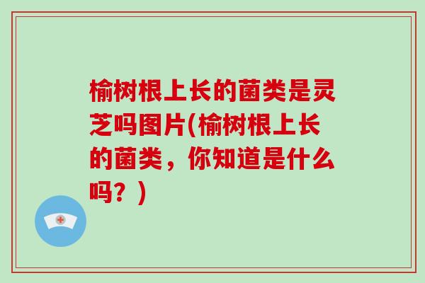 榆树根上长的菌类是灵芝吗图片(榆树根上长的菌类，你知道是什么吗？)