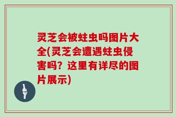 灵芝会被蛀虫吗图片大全(灵芝会遭遇蛀虫侵害吗？这里有详尽的图片展示)