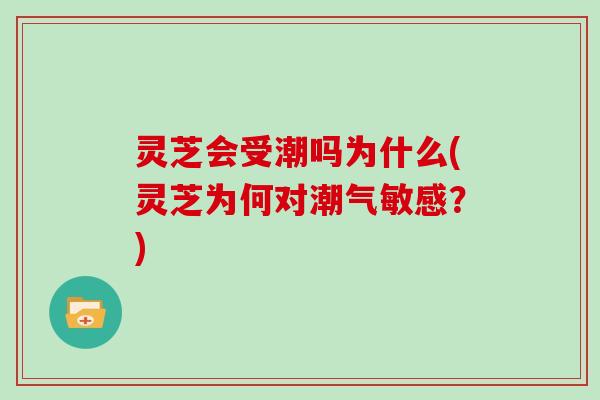 灵芝会受潮吗为什么(灵芝为何对潮气敏感？)