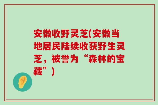 安徽收野灵芝(安徽当地居民陆续收获野生灵芝，被誉为“森林的宝藏”)