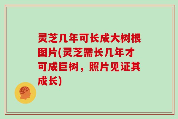 灵芝几年可长成大树根图片(灵芝需长几年才可成巨树，照片见证其成长)