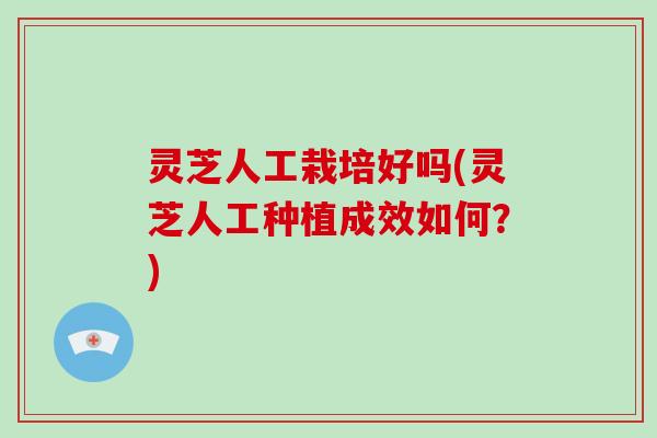 灵芝人工栽培好吗(灵芝人工种植成效如何？)