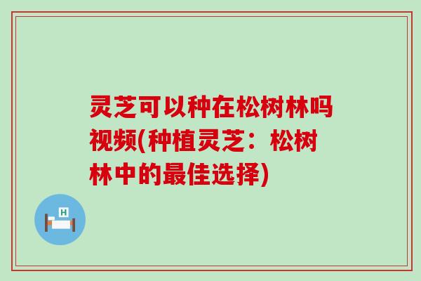 灵芝可以种在松树林吗视频(种植灵芝：松树林中的佳选择)