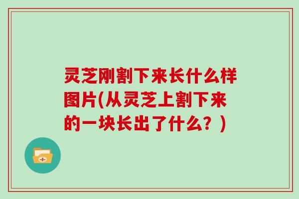 灵芝刚割下来长什么样图片(从灵芝上割下来的一块长出了什么？)