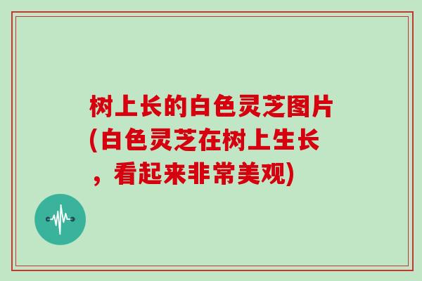 树上长的白色灵芝图片(白色灵芝在树上生长，看起来非常美观)