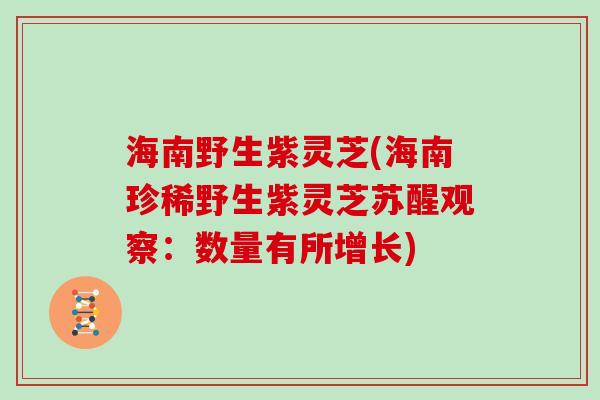 海南野生紫灵芝(海南珍稀野生紫灵芝苏醒观察：数量有所增长)