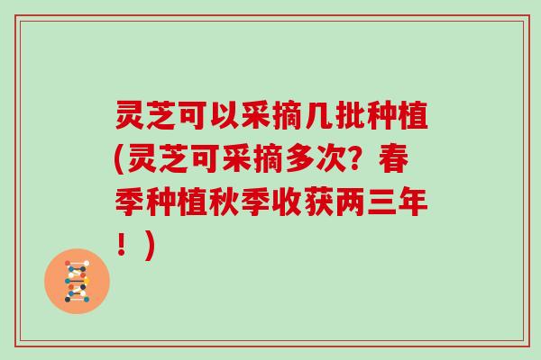 灵芝可以采摘几批种植(灵芝可采摘多次？春季种植秋季收获两三年！)