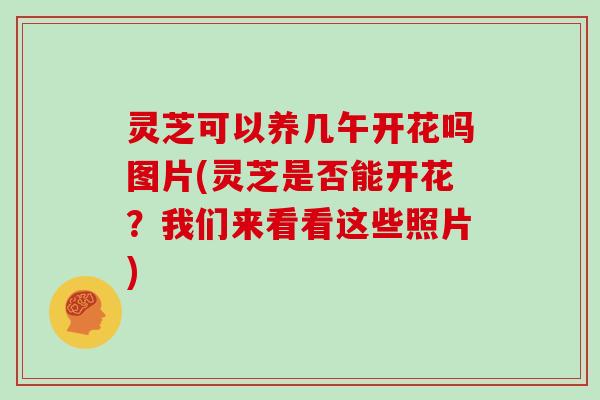 灵芝可以养几午开花吗图片(灵芝是否能开花？我们来看看这些照片)