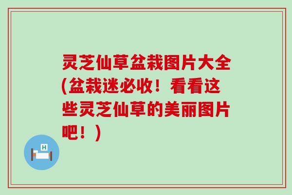 灵芝仙草盆栽图片大全(盆栽迷必收！看看这些灵芝仙草的美丽图片吧！)