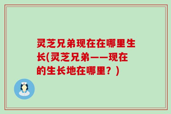 灵芝兄弟现在在哪里生长(灵芝兄弟——现在的生长地在哪里？)