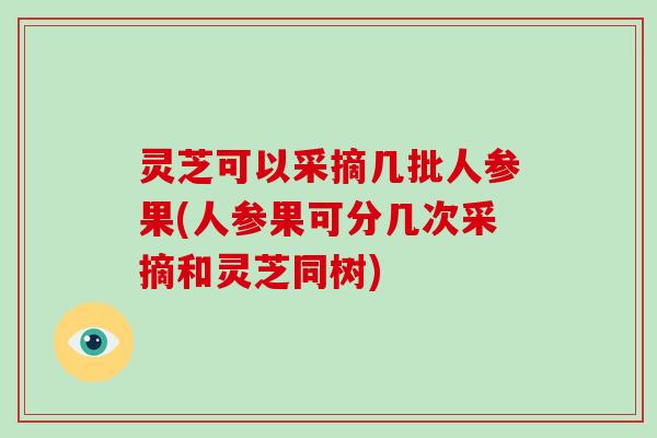 灵芝可以采摘几批人参果(人参果可分几次采摘和灵芝同树)