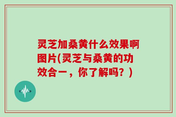 灵芝加桑黄什么效果啊图片(灵芝与桑黄的功效合一，你了解吗？)