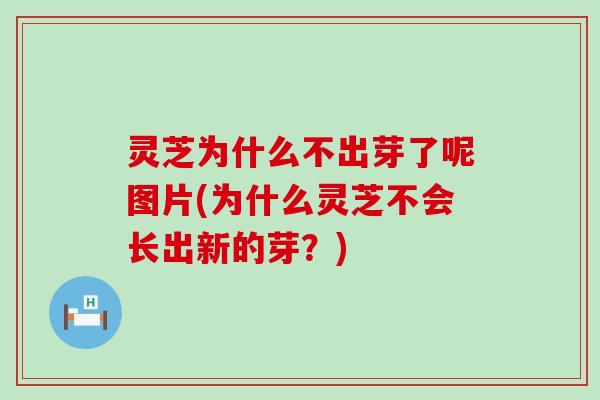 灵芝为什么不出芽了呢图片(为什么灵芝不会长出新的芽？)