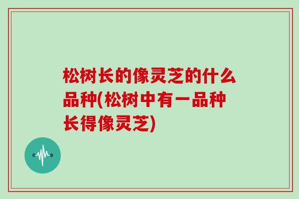 松树长的像灵芝的什么品种(松树中有一品种长得像灵芝)