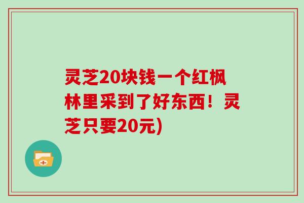 灵芝20块钱一个红枫林里采到了好东西！灵芝只要20元)