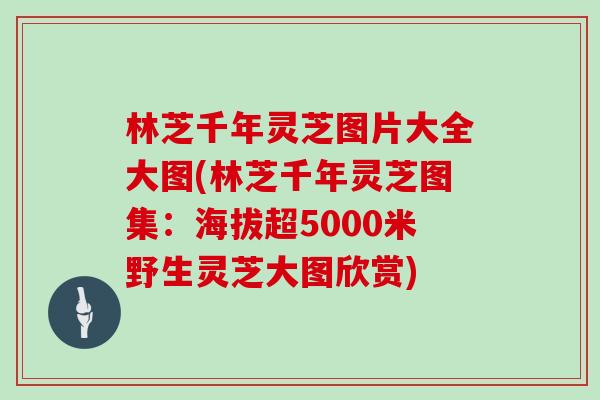 林芝千年灵芝图片大全大图(林芝千年灵芝图集：海拔超5000米野生灵芝大图欣赏)