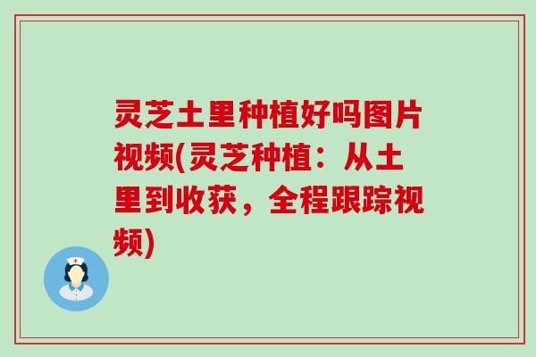 灵芝土里种植好吗图片视频(灵芝种植：从土里到收获，全程跟踪视频)