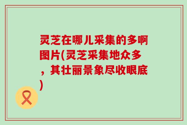 灵芝在哪儿采集的多啊图片(灵芝采集地众多，其壮丽景象尽收眼底)