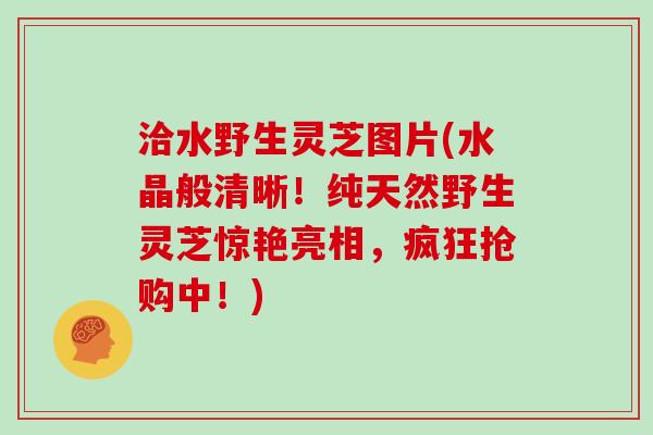 洽水野生灵芝图片(水晶般清晰！纯天然野生灵芝惊艳亮相，疯狂抢购中！)