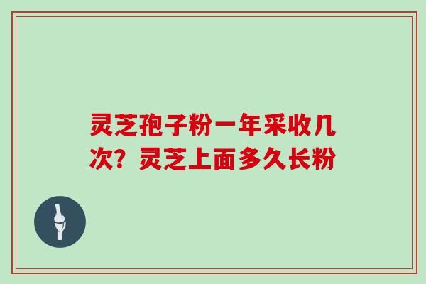 灵芝孢子粉一年采收几次？灵芝上面多久长粉