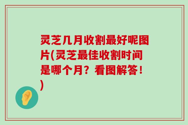 灵芝几月收割好呢图片(灵芝佳收割时间是哪个月？看图解答！)