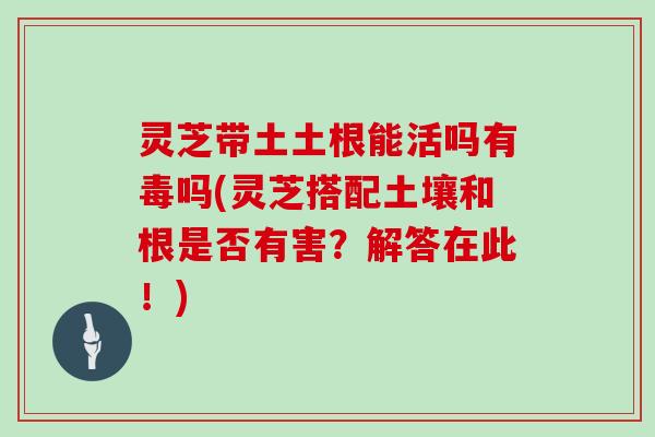 灵芝带土土根能活吗有毒吗(灵芝搭配土壤和根是否有害？解答在此！)