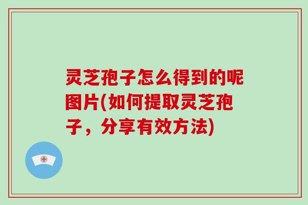 灵芝孢子怎么得到的呢图片(如何提取灵芝孢子，分享有效方法)