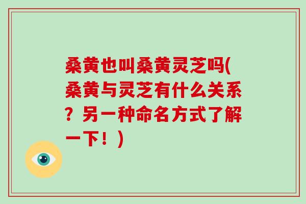 桑黄也叫桑黄灵芝吗(桑黄与灵芝有什么关系？另一种命名方式了解一下！)