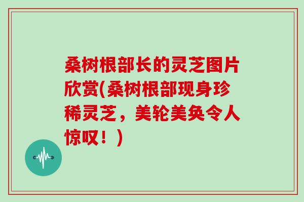 桑树根部长的灵芝图片欣赏(桑树根部现身珍稀灵芝，美轮美奂令人惊叹！)