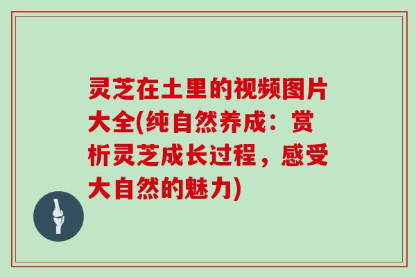 灵芝在土里的视频图片大全(纯自然养成：赏析灵芝成长过程，感受大自然的魅力)