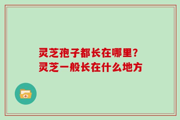 灵芝孢子都长在哪里？灵芝一般长在什么地方