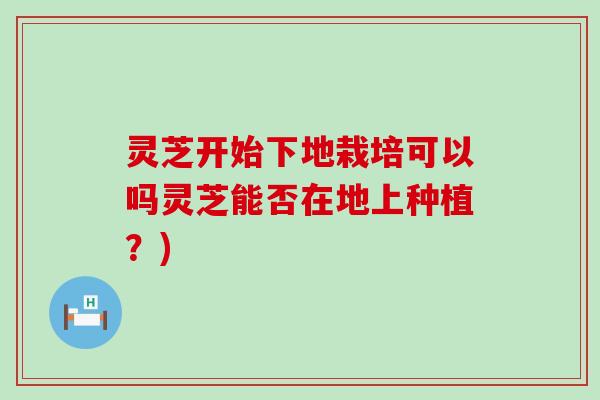 灵芝开始下地栽培可以吗灵芝能否在地上种植？)