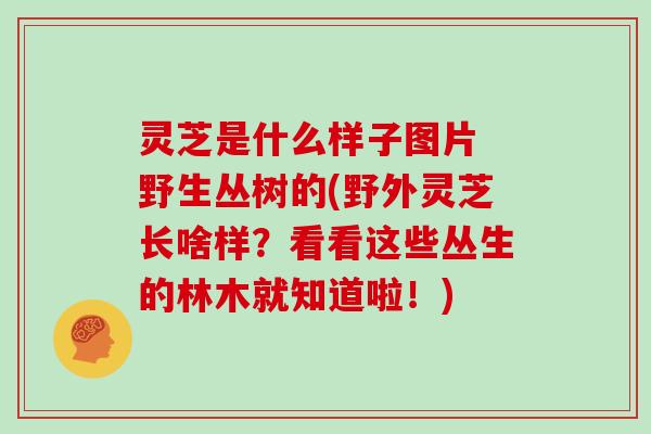 灵芝是什么样子图片 野生丛树的(野外灵芝长啥样？看看这些丛生的林木就知道啦！)