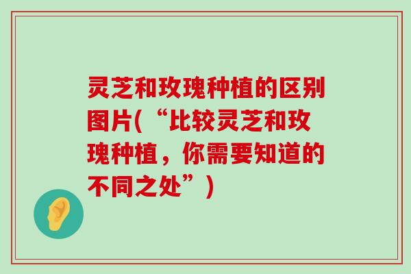 灵芝和玫瑰种植的区别图片(“比较灵芝和玫瑰种植，你需要知道的不同之处”)