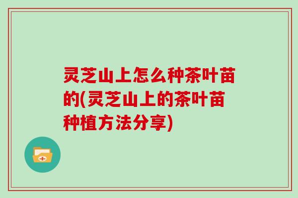 灵芝山上怎么种茶叶苗的(灵芝山上的茶叶苗种植方法分享)