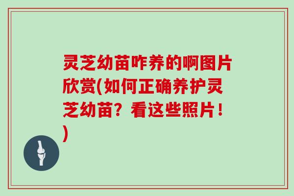 灵芝幼苗咋养的啊图片欣赏(如何正确养护灵芝幼苗？看这些照片！)