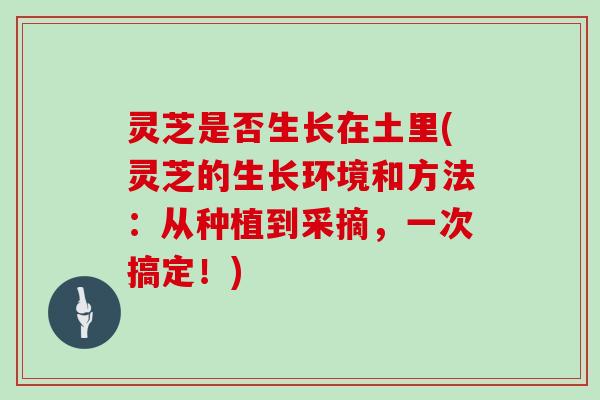 灵芝是否生长在土里(灵芝的生长环境和方法：从种植到采摘，一次搞定！)