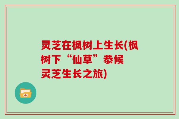 灵芝在枫树上生长(枫树下“仙草”恭候  灵芝生长之旅)