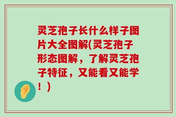 灵芝孢子长什么样子图片大全图解(灵芝孢子形态图解，了解灵芝孢子特征，又能看又能学！)