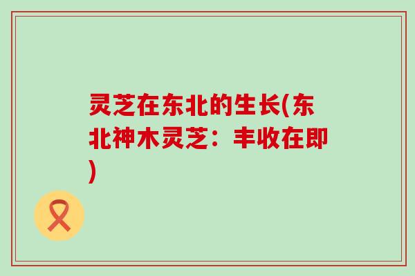 灵芝在东北的生长(东北神木灵芝：丰收在即)