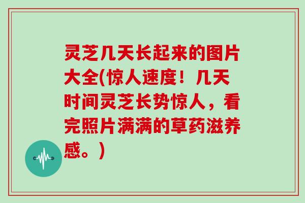 灵芝几天长起来的图片大全(惊人速度！几天时间灵芝长势惊人，看完照片满满的草药滋养感。)