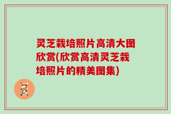 灵芝栽培照片高清大图欣赏(欣赏高清灵芝栽培照片的精美图集)