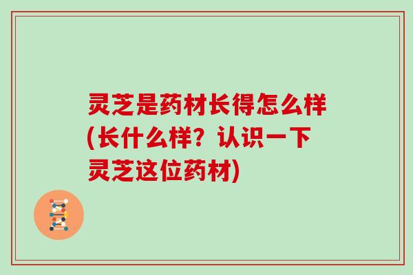 灵芝是药材长得怎么样(长什么样？认识一下灵芝这位药材)