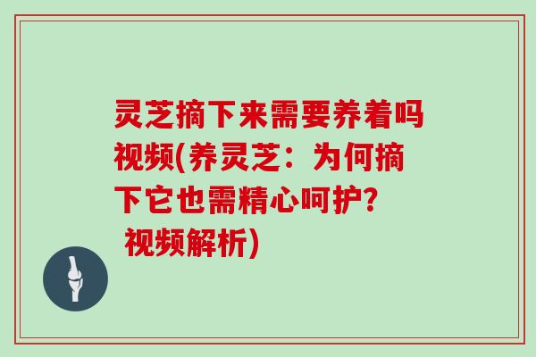 灵芝摘下来需要养着吗视频(养灵芝：为何摘下它也需精心呵护？  视频解析)