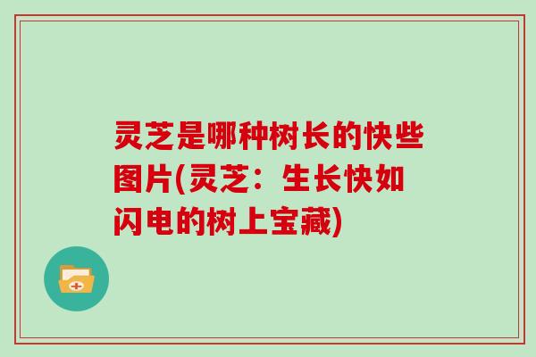 灵芝是哪种树长的快些图片(灵芝：生长快如闪电的树上宝藏)